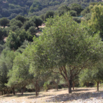 az_agricola_billari (2) az_agricola_billari (2)
