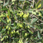 az_agricola_billari (3) az_agricola_billari (3)