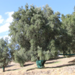 az_agricola_billari (4) az_agricola_billari (4)