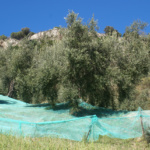 azienda_agricola_billari (1) azienda_agricola_billari (1)