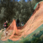 azienda_agricola_billari (5) azienda_agricola_billari (5)